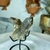 Imagem do Mini Drusa Bruta e Natural de Cristal de Quartzo Fumê Transparente