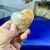 Coração Natural Lapidado e Polido de Cristal de Quartzo Hematoide / Golden Healer. - loja online