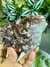Drusa Natural e Bruta de Cristal de Quartzo Ametista Transparente - Elevação Espiritual - Portal dos Cristais
