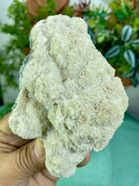 Geodo Natural – Proteção e Expansão - comprar online