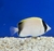 Borboleta sedentarius - comprar online