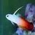 Firefish - comprar online