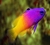 Gramma brasiliensis - comprar online