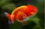 Kinguio Ranchu Vermelho - comprar online