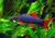 Labeo Frenatus - comprar online