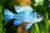 Ramirezi Eletric Blue
