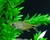 Tetra Yellow MCDonald's - comprar online