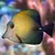 Scopas tang - comprar online