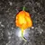 8 Sementes verdadeiras Carolina Reaper vermelha - A mais forte do mundo na internet