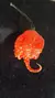 8 Sementes verdadeiras Carolina Reaper vermelha - A mais forte do mundo - comprar online