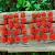 40 Frutos Trinidad Scorpion Moruga 2ª mais forte do mundo - comprar online
