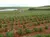20 Sementes Bhut Jolokia YELLOW AMARELA CÍTRICA A 3ª Mais Forte Do Mundo Verdadeiras De Assan Índia
