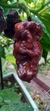 Kit Sementes Com 4 Tipos De Pimentas SpitFire, Bhut Jolokia, Trinidad Scorpion Red E Bhut Jolokia Yellow - comprar online