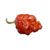 Kit Sementes Com 4 Tipos De Pimentas SpitFire, Bhut Jolokia, Trinidad Scorpion Red E Bhut Jolokia Yellow - loja online