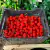Carolina Reaper Red Frutos In natura 1 Kilo na internet