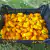 Bhut Jolokia Yellow Amarela Cítrica Frutos In Natura 1 kilo na internet