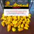 Bhut Jolokia Yellow Amarela Cítrica Frutos In Natura 1 kilo