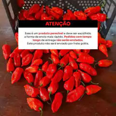 Bhut Jolokia Red Frutos In Natura 1 kilo