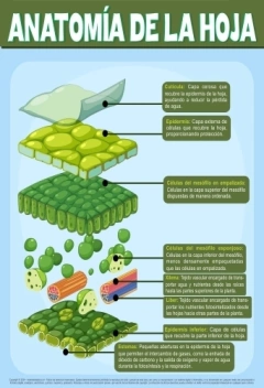 Poster "Anatomía de la hoja"