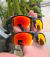 THUMP CARBON | LENTE RUBY - comprar online