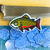 Adesivo Salmon - Peixaria do katota na internet