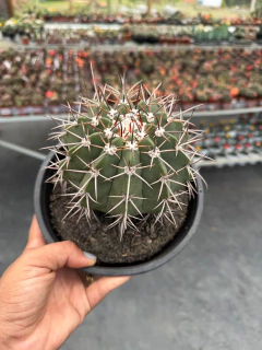 Melocactus Sergipensis Cuia 18 - comprar online