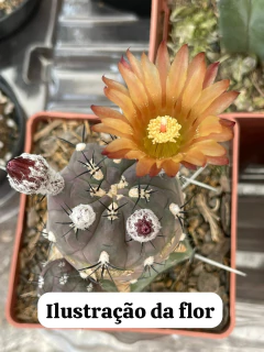 Pyhrrocactus Vilicumensis Enxertados p12 - F.D.J Cactus & Cia