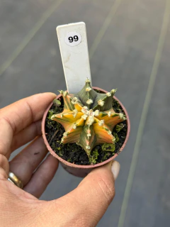Gymnocalycium Lb2178 pote 6 #99 - comprar online