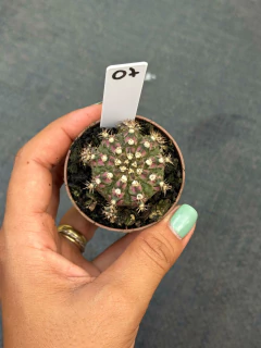 Gymnocalycium T-REX P06 #07 - comprar online