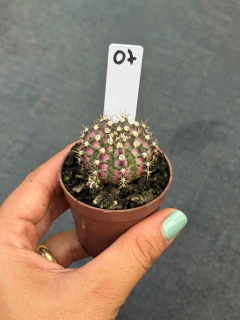 Gymnocalycium T-REX P06 #07