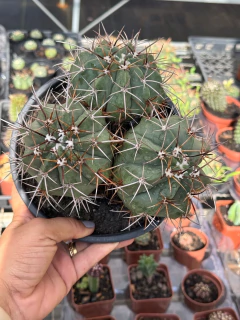 Melocactus Sergipensis 3 plantas Cuia 18