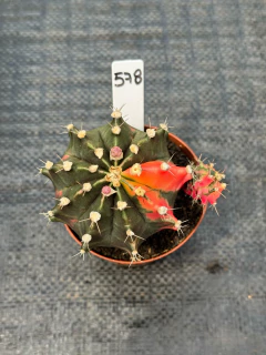 Gymnocalycium Variegata P09 #578 - comprar online