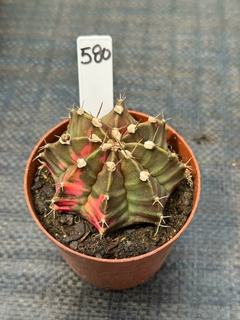 Gymnocalycium Variegata P09 #580