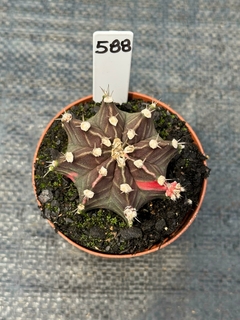 Gymnocalycium Variegata P09 #588 - comprar online