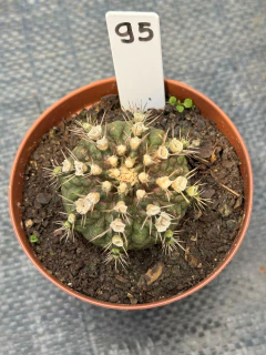 Gymnocalycium T-REX P09 #95 - comprar online
