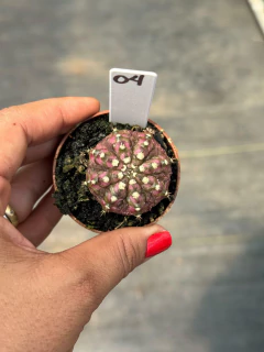 Gymnocalycium T-REX P06 #04 - comprar online