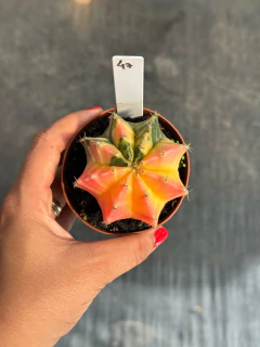 Gymnocalycium variegata P09 #47 - comprar online