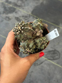 Gymnocalycium monstruoso #220 - comprar online