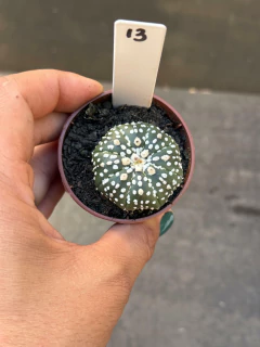 Astrophytum Asteria SK pote 6 #13 - comprar online