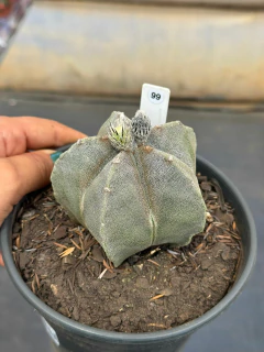 Astrophytum Myriostigma pote 15 #99 na internet