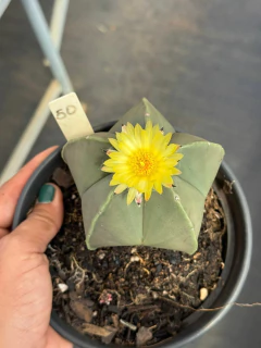 Astrophytum Myriostigma pote 15 #50 - F.D.J Cactus e Cia
