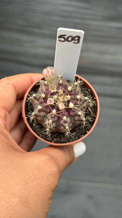 Gymnocalycium t-rex P06#509 - comprar online