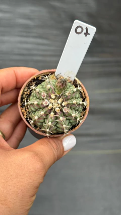 Gymnocalycium t-rex P06#07 - comprar online