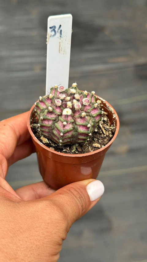 Gymnocalycium t-rex P06#34