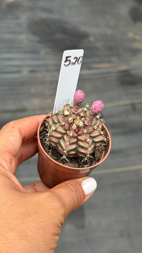 Gymnocalycium t-lux pote 6 # 520 - t-rex