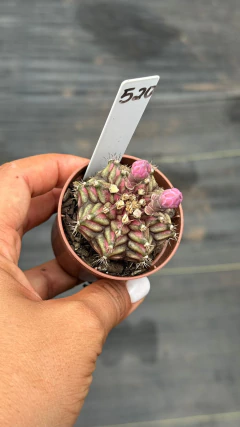 Gymnocalycium t-lux pote 6 # 520 - t-rex - comprar online