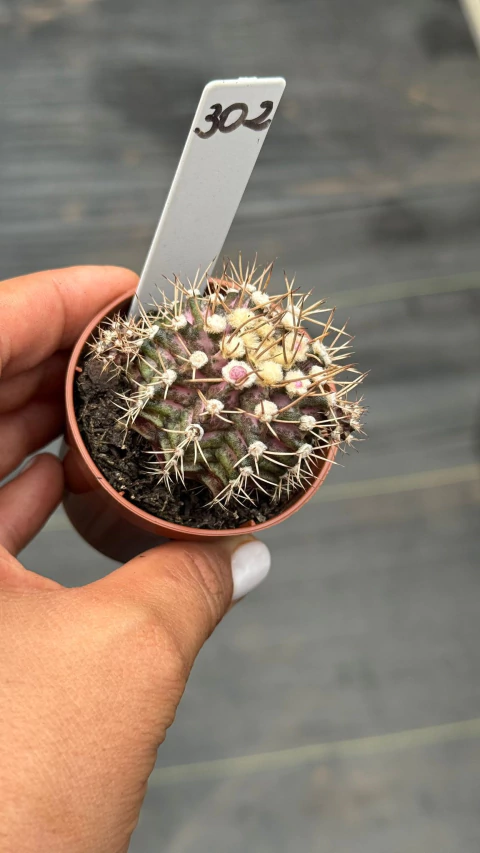 Gymnocalycium t-rex P06#302