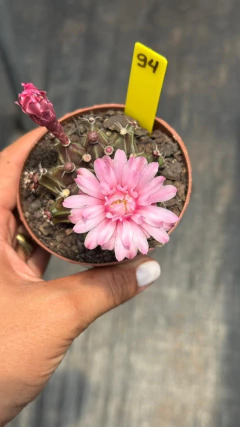 Gymnocalycium pote 9 #94 - comprar online