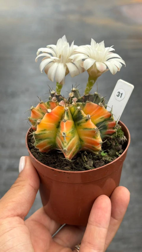 Gymnocalycium pote 9 #31 - comprar online