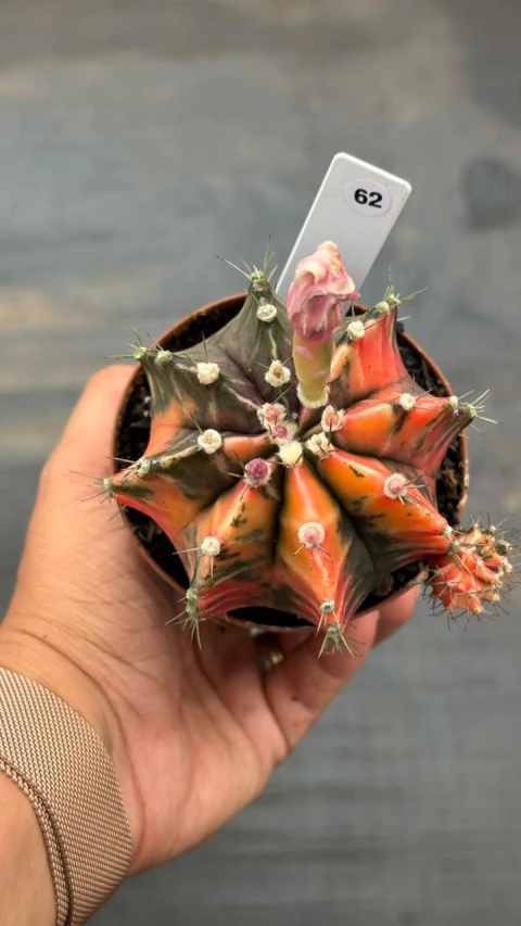 Gymnocalycium pote 9 #62